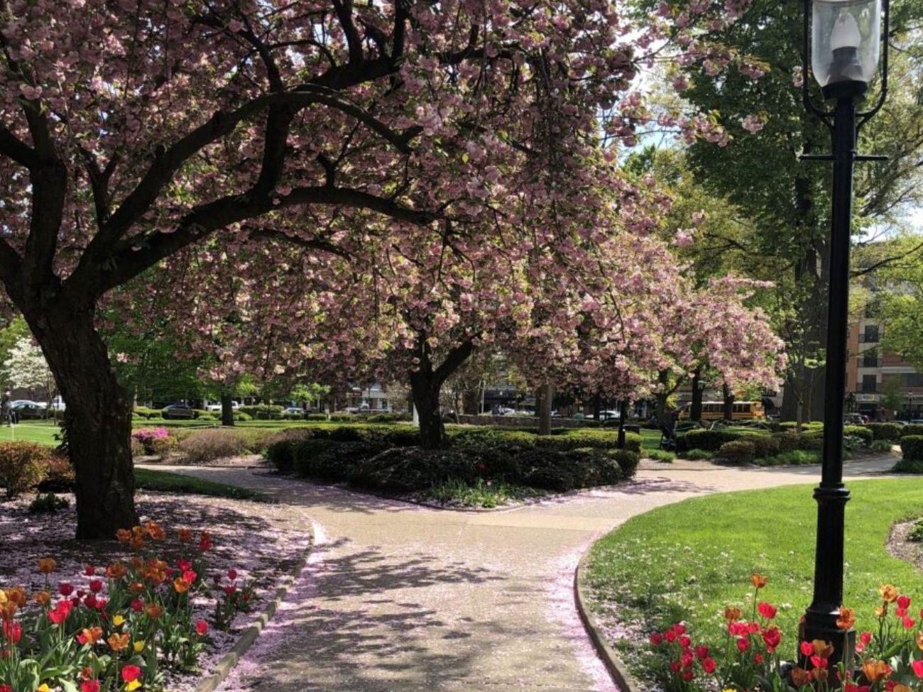 A garden path with flowering trees